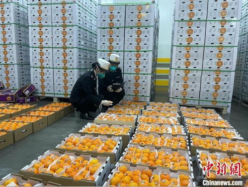 深圳海关保障供港食品农产品安全量足